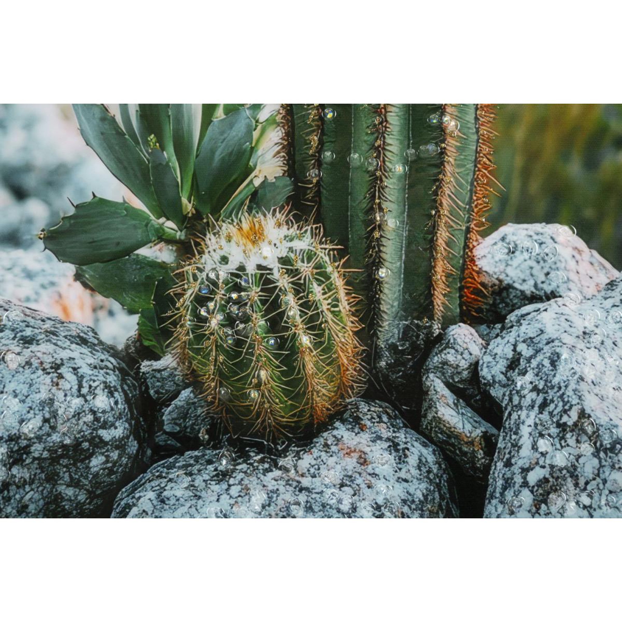 Voir la diapositive 5 : Paris Prix Tableau imprimé  cactus dressé i  60x90cm multicolore