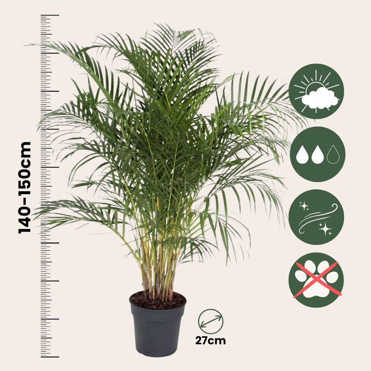 PLANT IN A BOX Palmier areca - Dypsis lutescens - Hauteur 140-150cm - ⌀27cm