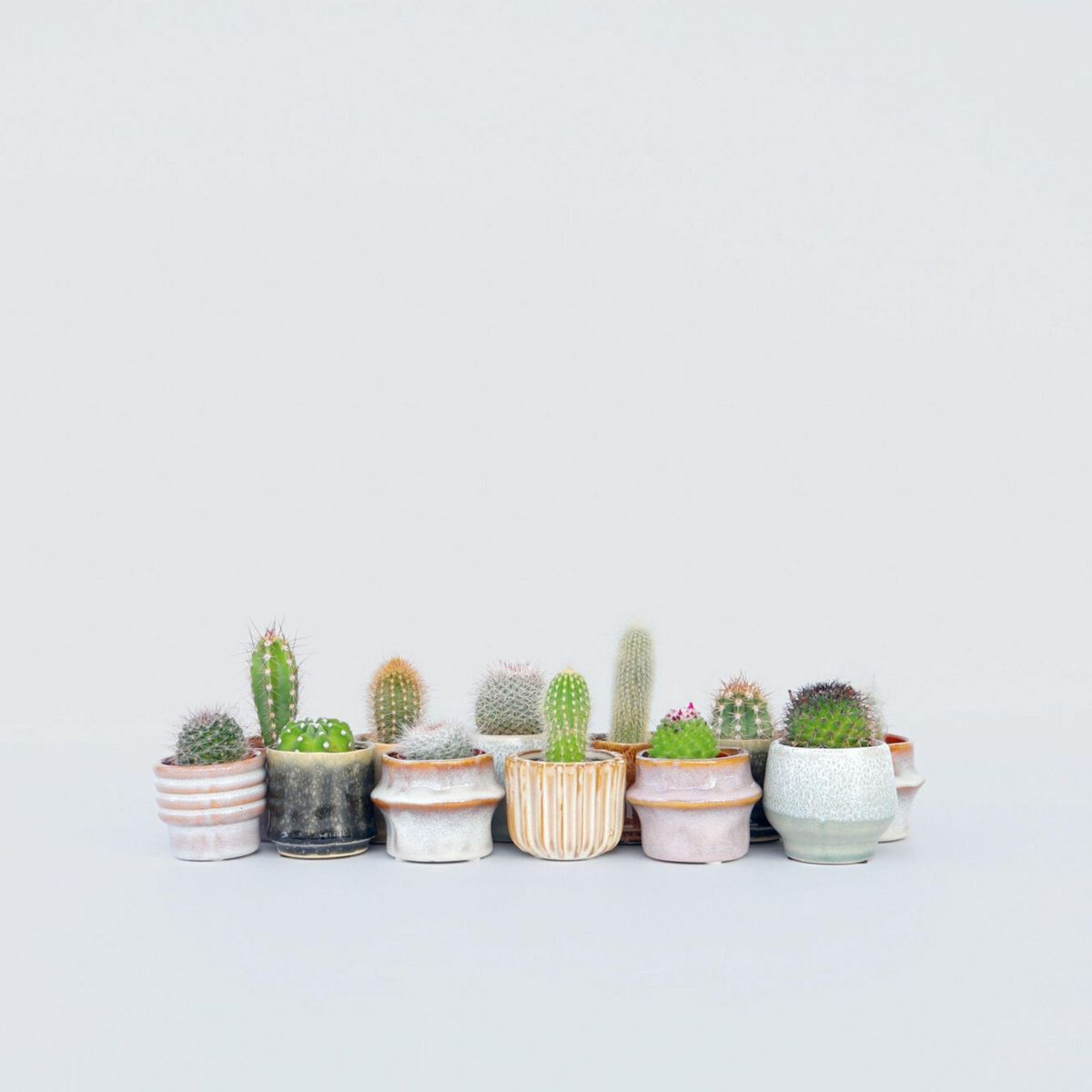 PLANT IN A BOX Mélange de mini cactus - Set de 12 - Cactus - Hauteur 5-10cm - ⌀5,5cm