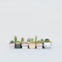 Voir la diapositive 5 : PLANT IN A BOX Mélange de mini cactus - Set de 12 - Cactus - Hauteur 5-10cm - ⌀5,5cm