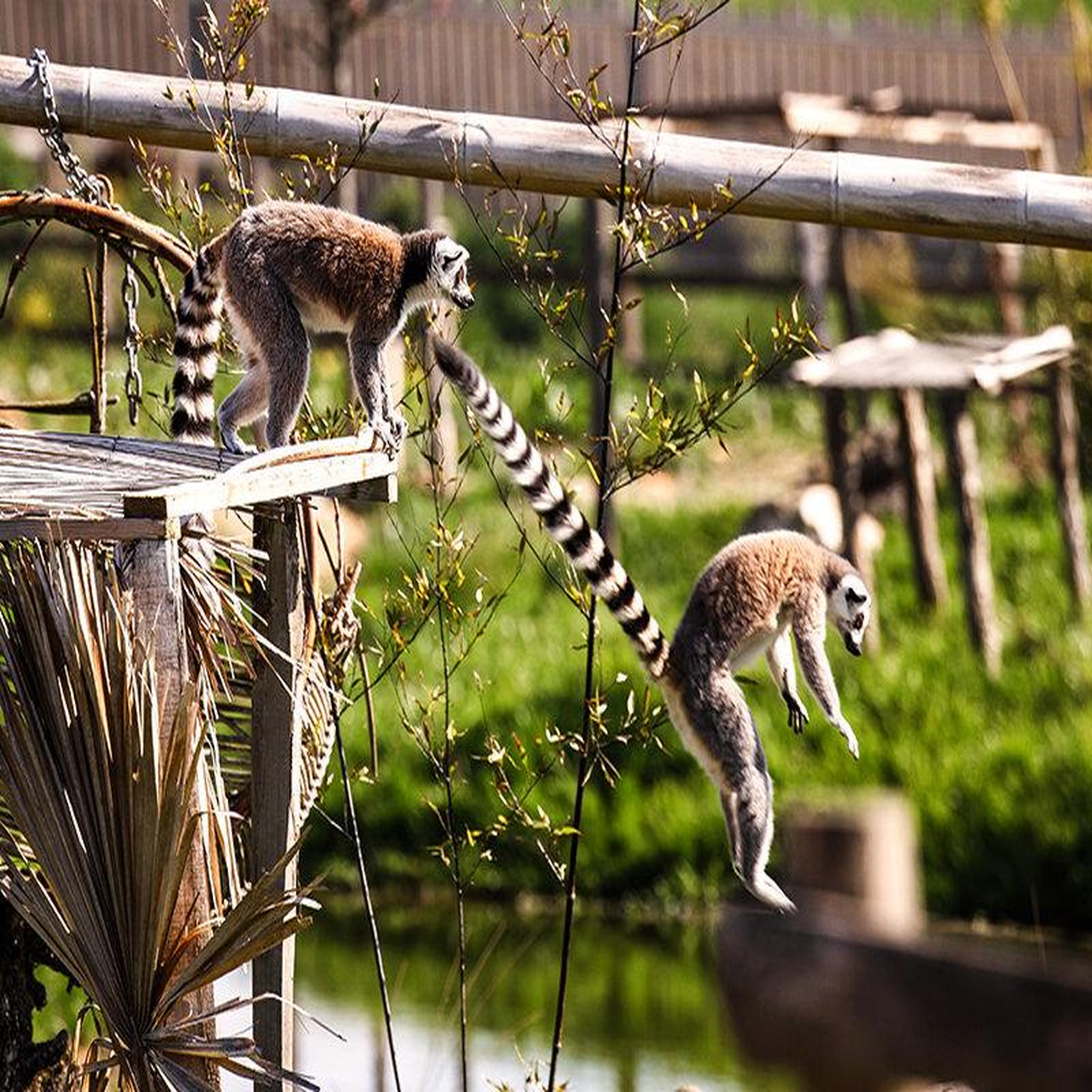 Voir la diapositive 3 : Smartbox Tanière zoo refuge : immersion avec les herbivores pour 1 personne - coffret cadeau multi-thèmes
