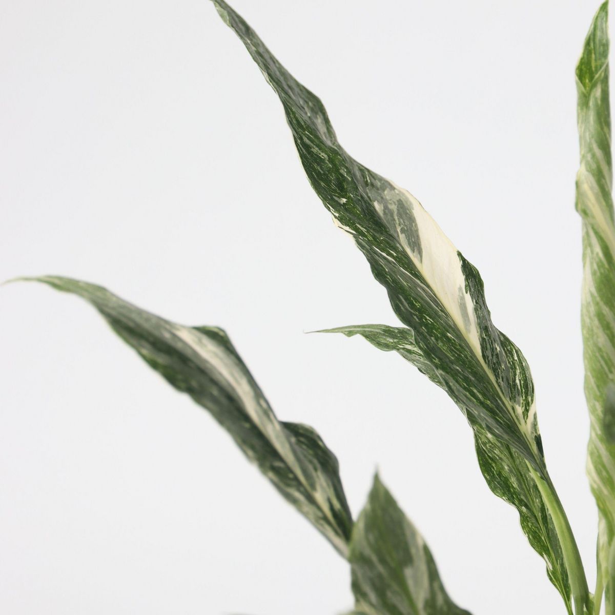 PLANT IN A BOX Fleur de lune - Set de 2 - Spathiphyllum 'Diamond' - Hauteur 40-50cm - ⌀12cm