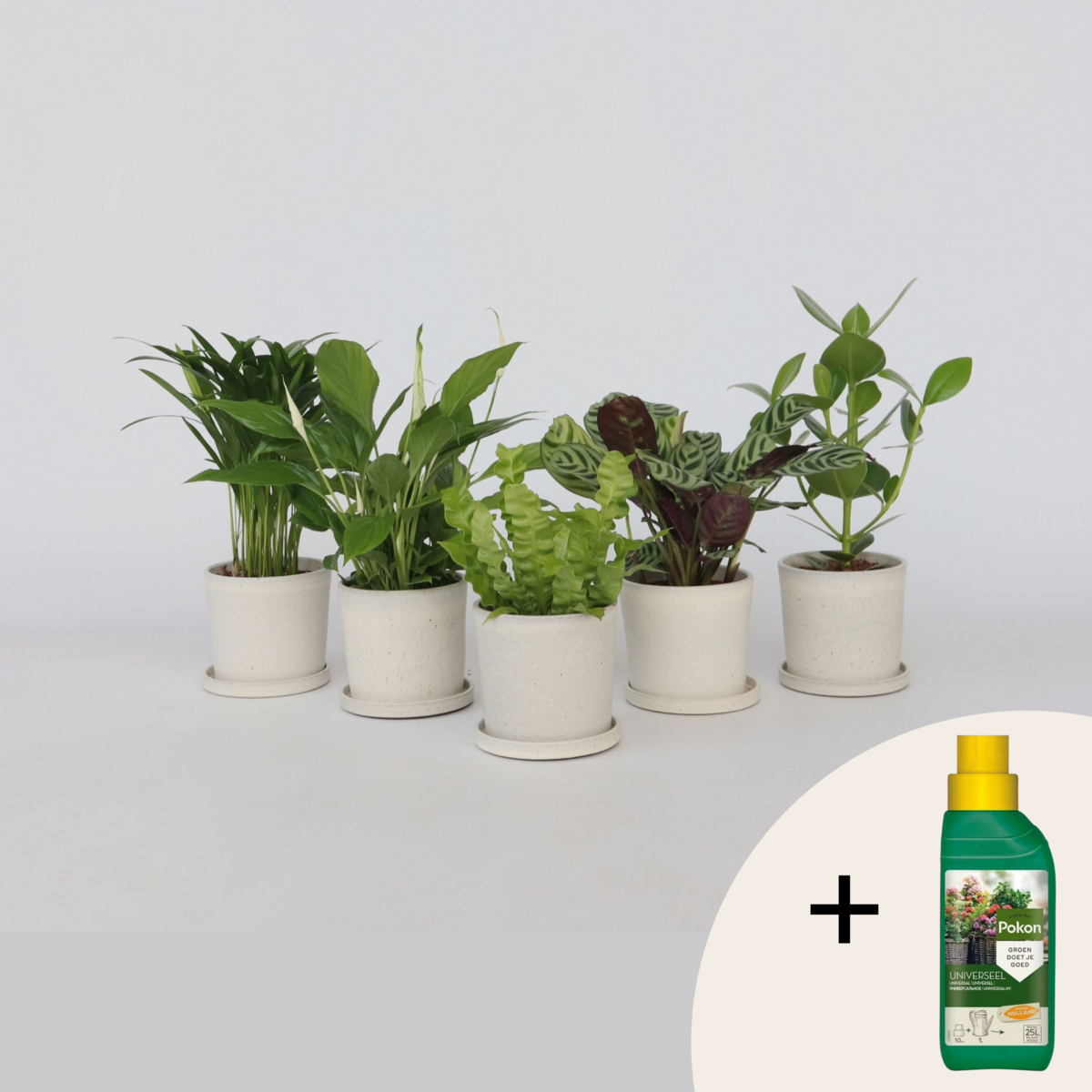 PLANT IN A BOX Mélange de plantes purificatrices d'air - Set de 5 - Hauteur 25-40cm - ⌀12cm