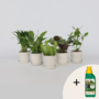 Voir la diapositive 6 : PLANT IN A BOX Mélange de plantes purificatrices d'air - Set de 5 - Hauteur 25-40cm - ⌀12cm