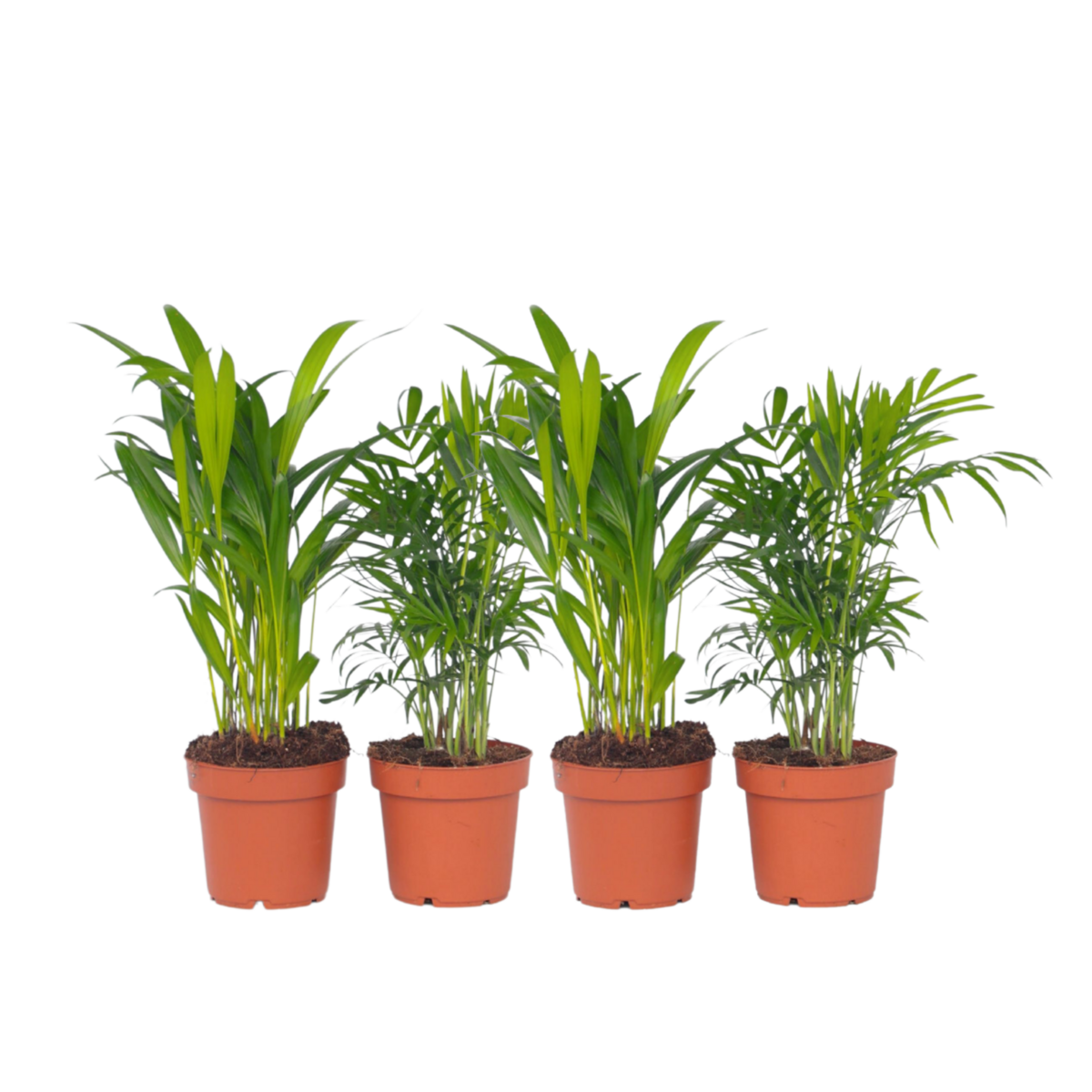 PLANT IN A BOX Palmiers d'intérieur - Set de 4 - Dypsis, Chamaedorea - Hauteur 25-40cm - ⌀12cm