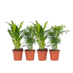 PLANT IN A BOX Palmiers d'intérieur - Set de 4 - Dypsis, Chamaedorea - Hauteur 25-40cm - ⌀12cm