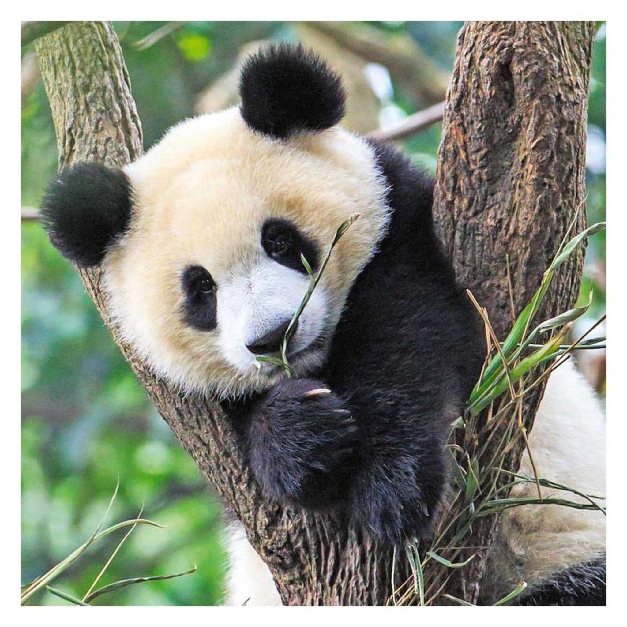 Voir la diapositive 3 : RAVENSBURGER Ravensburger Puzzle Panda, Tiger and Lion, 3x49st. 56668
