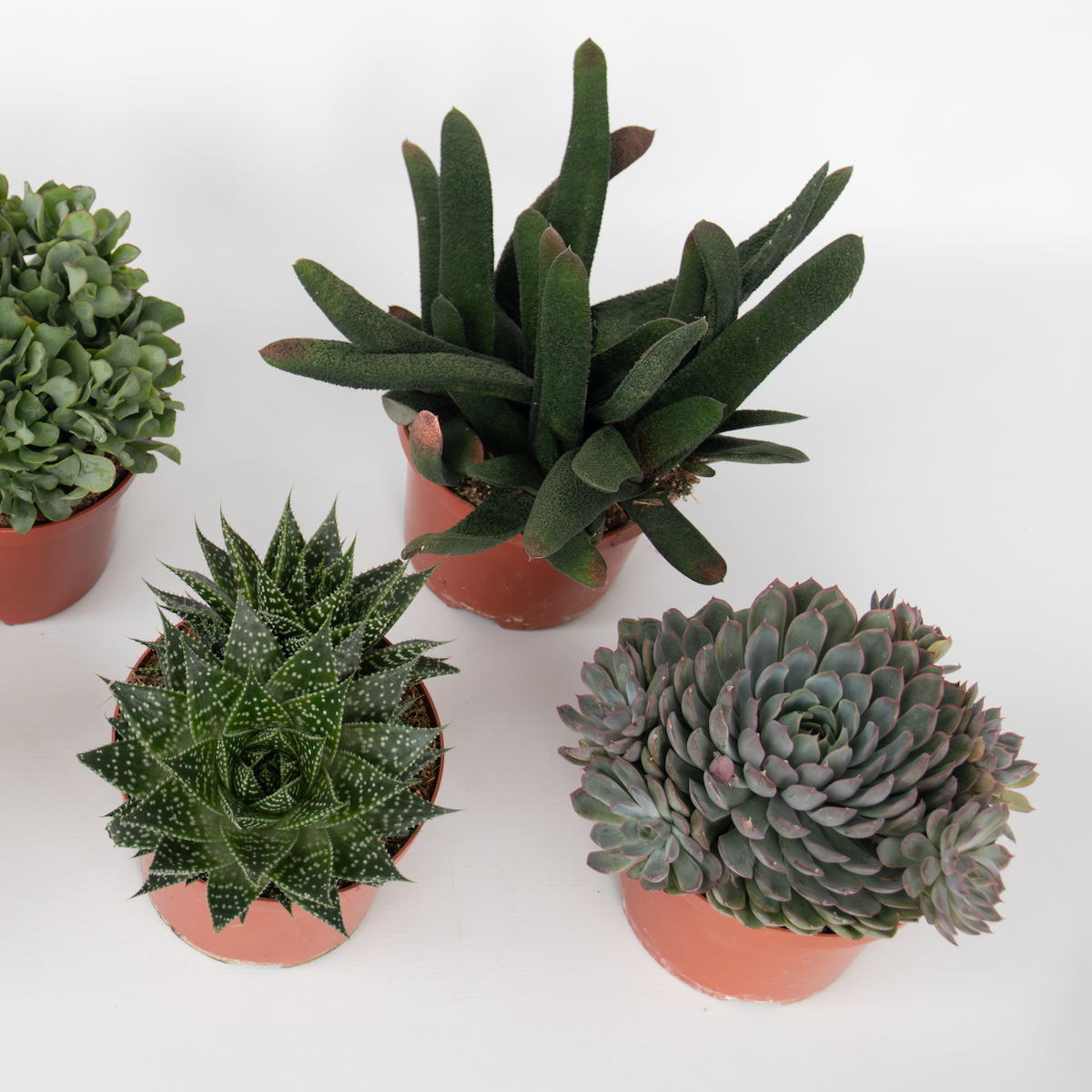 PLANT IN A BOX Mélange de succulentes - Set de 3 - Succulent Mix - H30-35cm - ⌀17cm