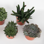 Voir la diapositive 3 : PLANT IN A BOX Mélange de succulentes - Set de 3 - Succulent Mix - H30-35cm - ⌀17cm