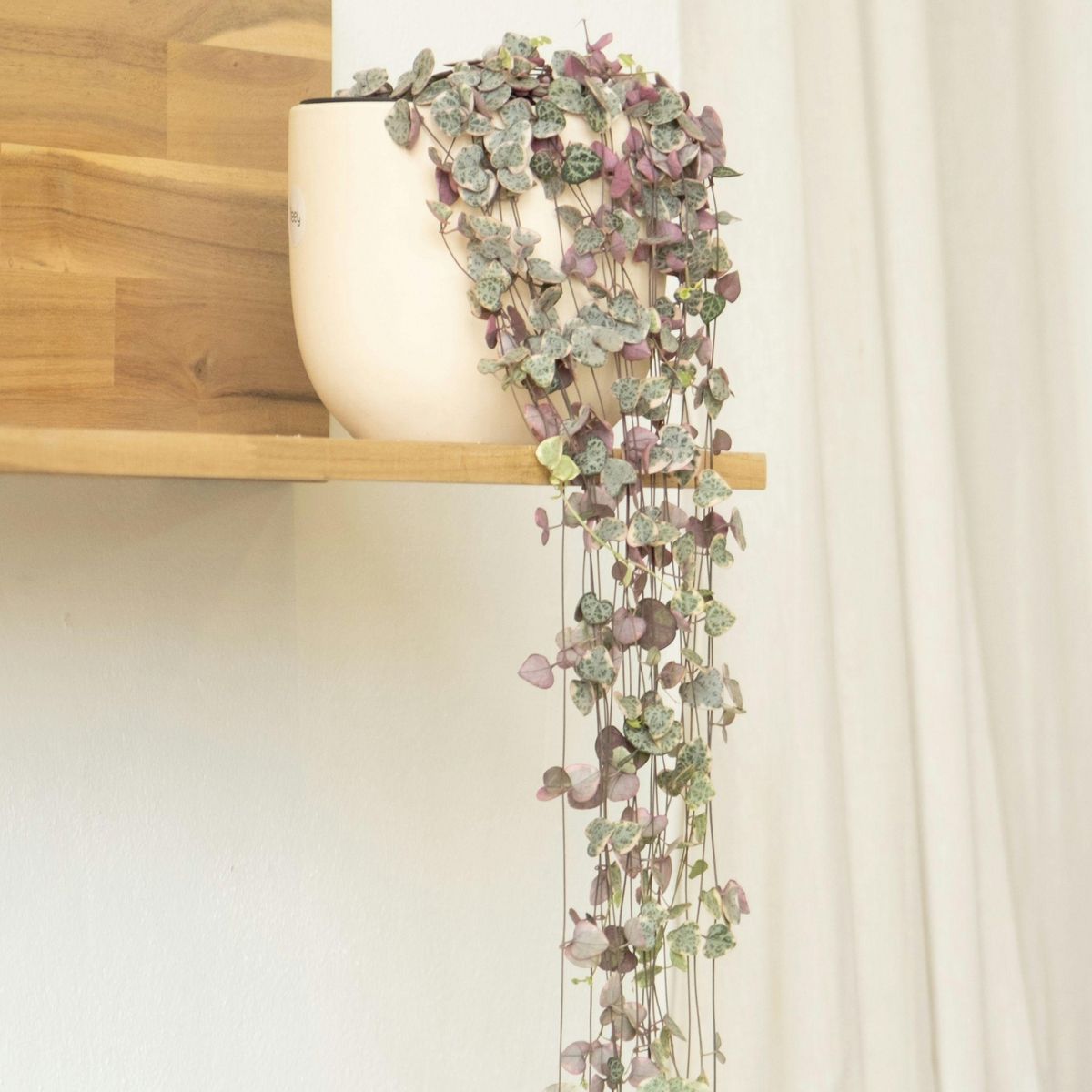 PLANT IN A BOX Chaîne des cœurs - Set de 2 - Ceropegia linearis Woodii - H20-30cm - ⌀14cm