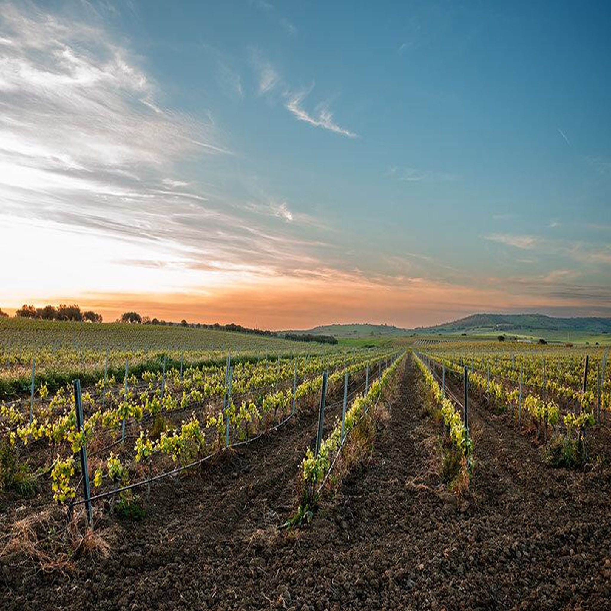 Voir la diapositive 2 : Smartbox Découvertes œnologiques pour 2 : cours, dégustations ou visites de vignobles - Coffret Cadeau Gastronomie