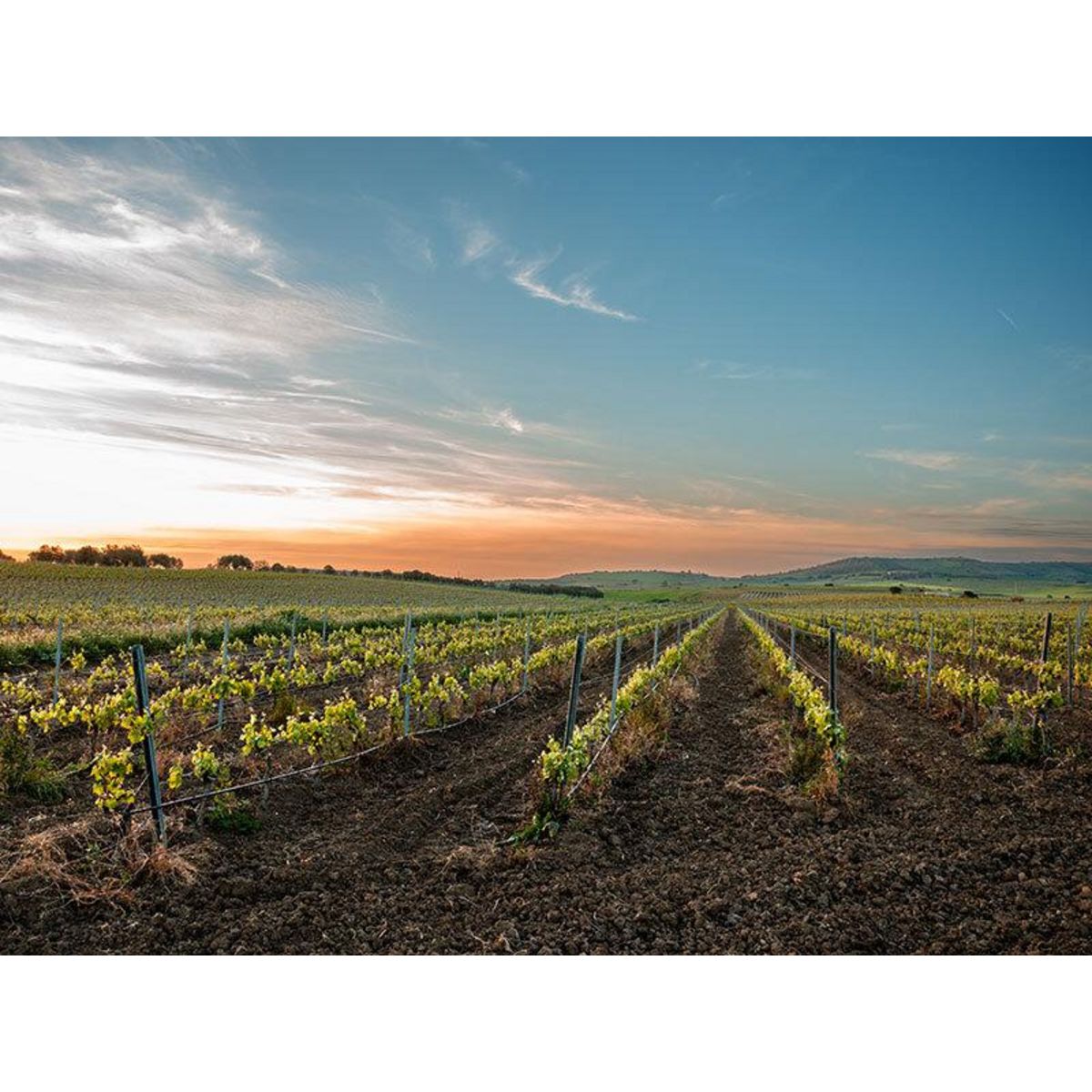 Smartbox Découvertes œnologiques pour 2 : cours, dégustations ou visites de vignobles - Coffret Cadeau Gastronomie