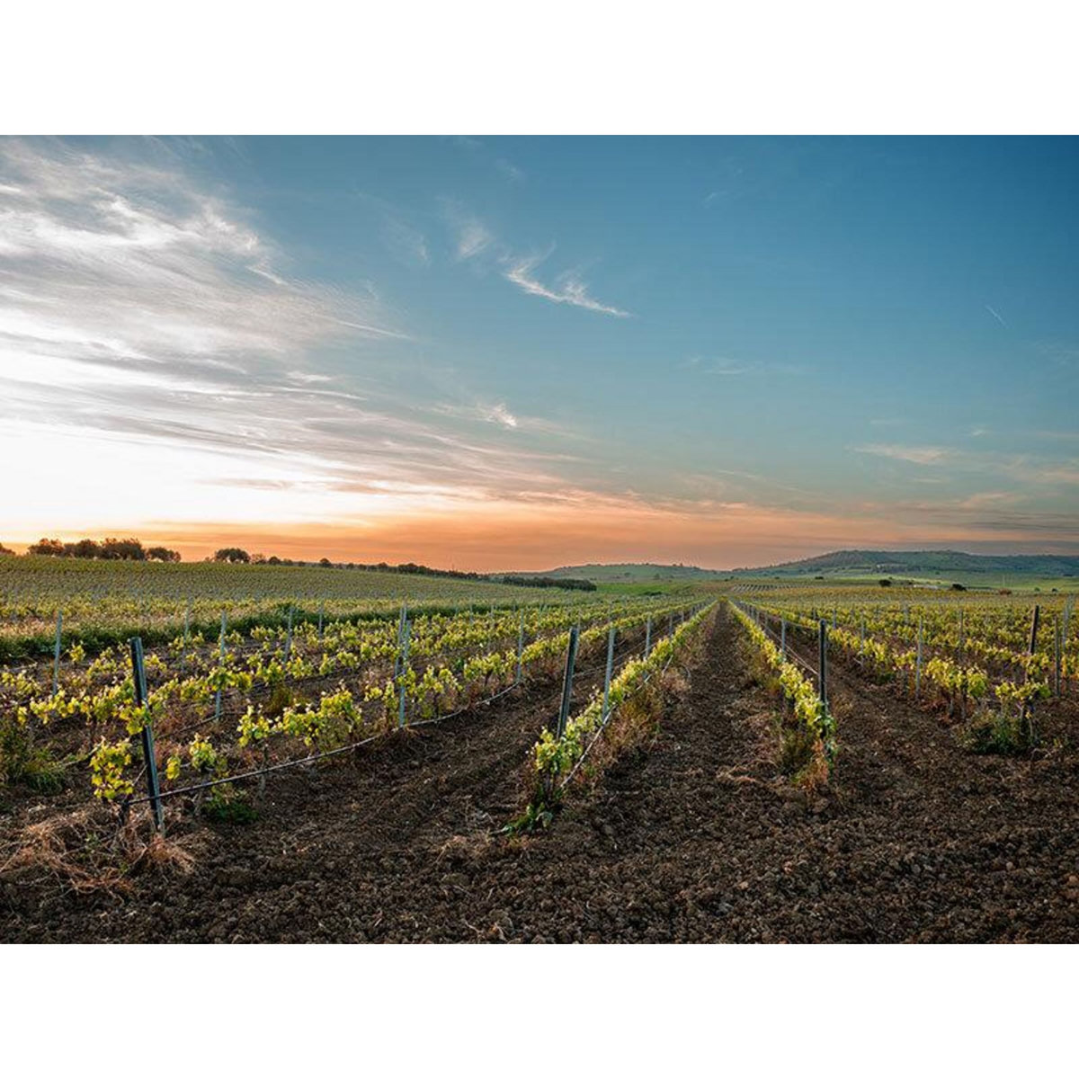 Smartbox Découvertes œnologiques pour 2 : cours, dégustations ou visites de vignobles - Coffret Cadeau Gastronomie