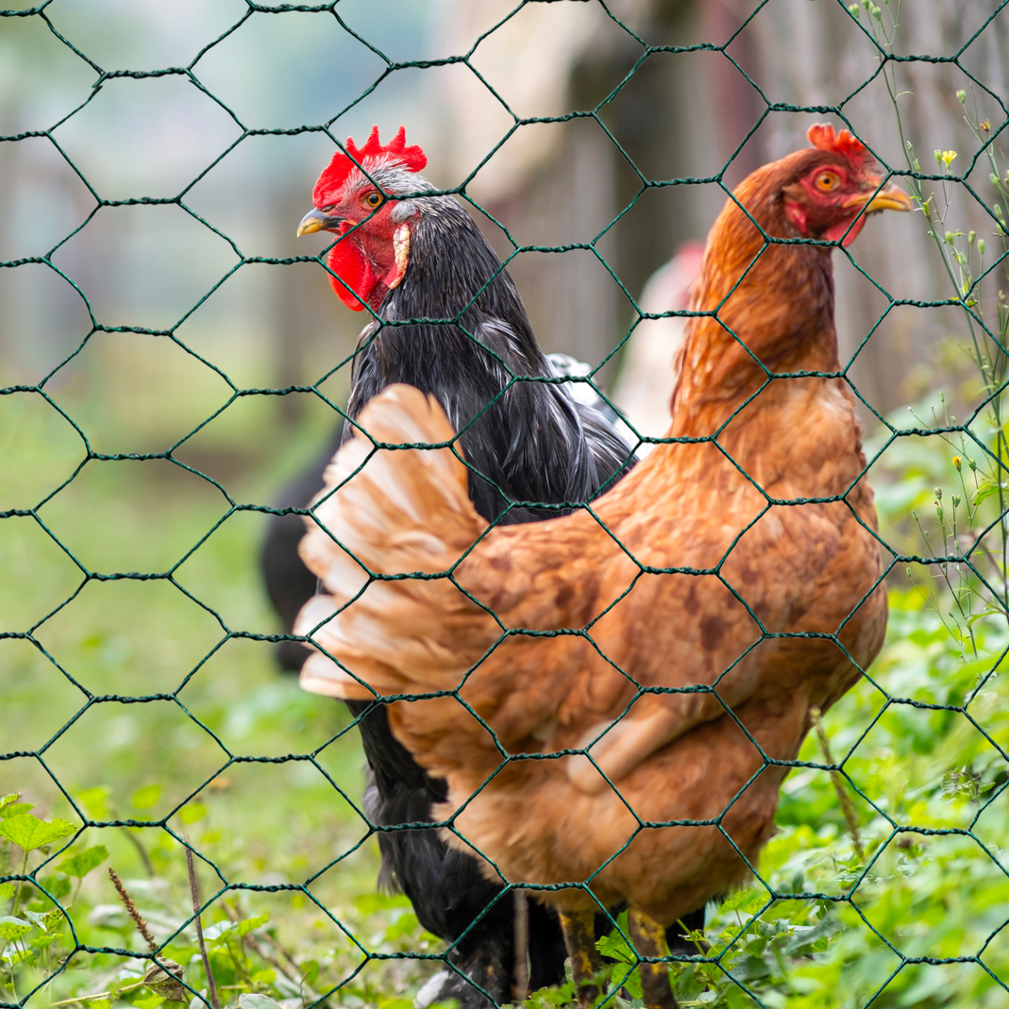 Voir la diapositive 2 : ID MARKET Grillage pour poules vert 1x25m maille 25mm triple torsion clôture souple jardin animaux