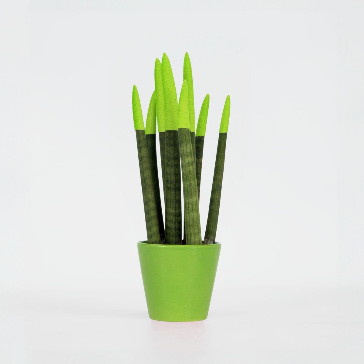 PLANT IN A BOX Sansevieria cylindrique - Hauteur 20-40cm - Pot 9cm