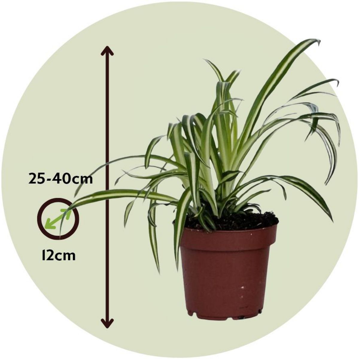 PLANT IN A BOX Plante araignée - Set de 6 - Chlorophytum comosum 'Atlantic' - H25-40cm - ⌀12cm