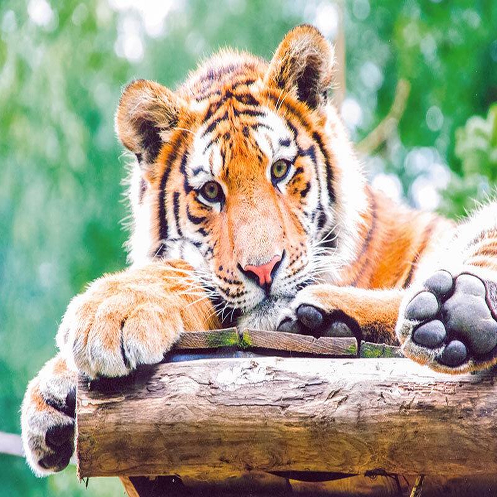 Voir la diapositive 2 : Smartbox Journée à 2 au parc zoologique d'amnéville avec nuit à l'hôtel - coffret cadeau multi-thèmes