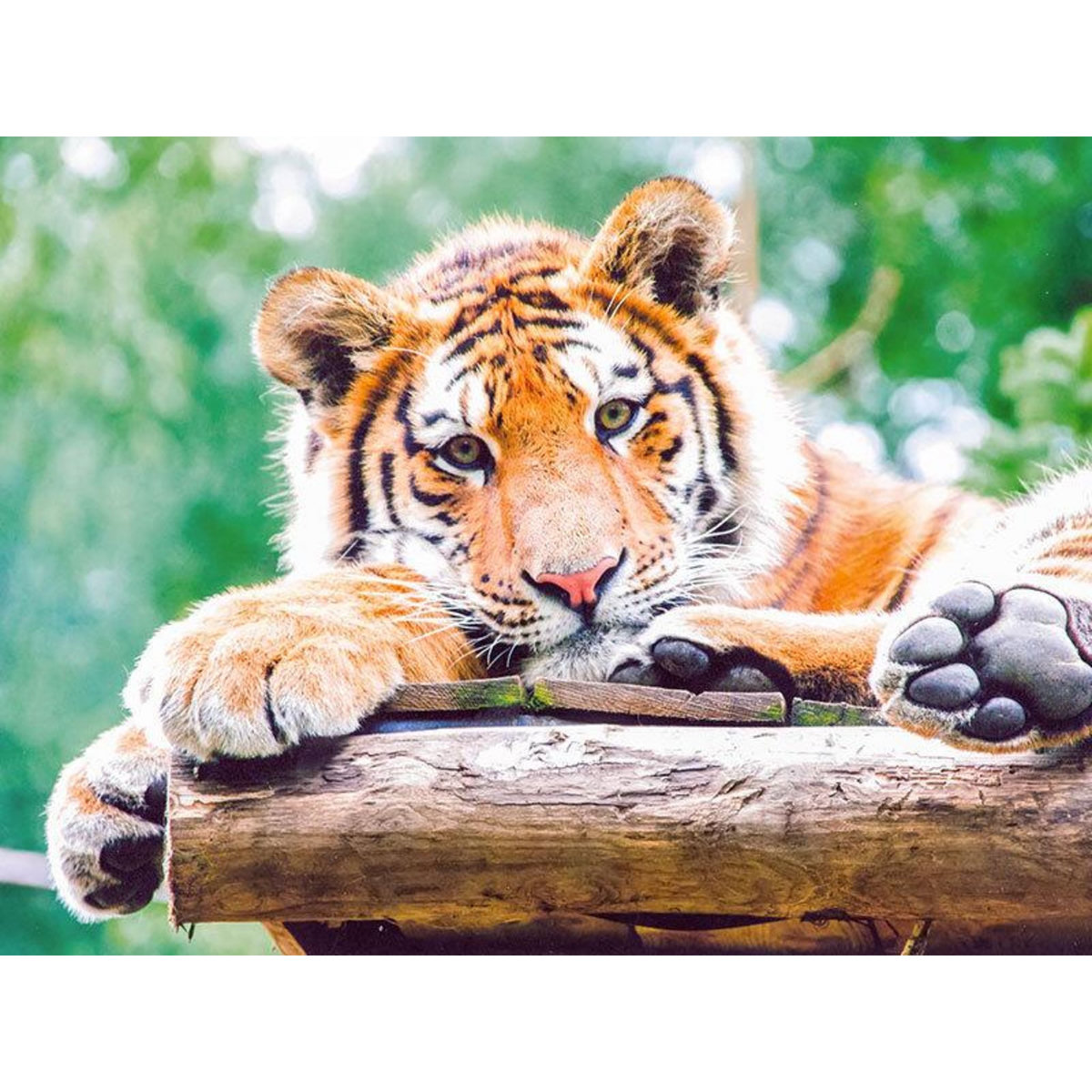 Smartbox Journée à 2 au Parc Zoologique d'Amnéville avec nuit à l'hôtel - Coffret Cadeau Multi-thèmes