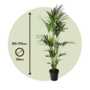 Voir la diapositive 2 : PLANT IN A BOX Palmier Kentia - Howea forsteriana - Hauteur 150-170cm - ⌀24cm