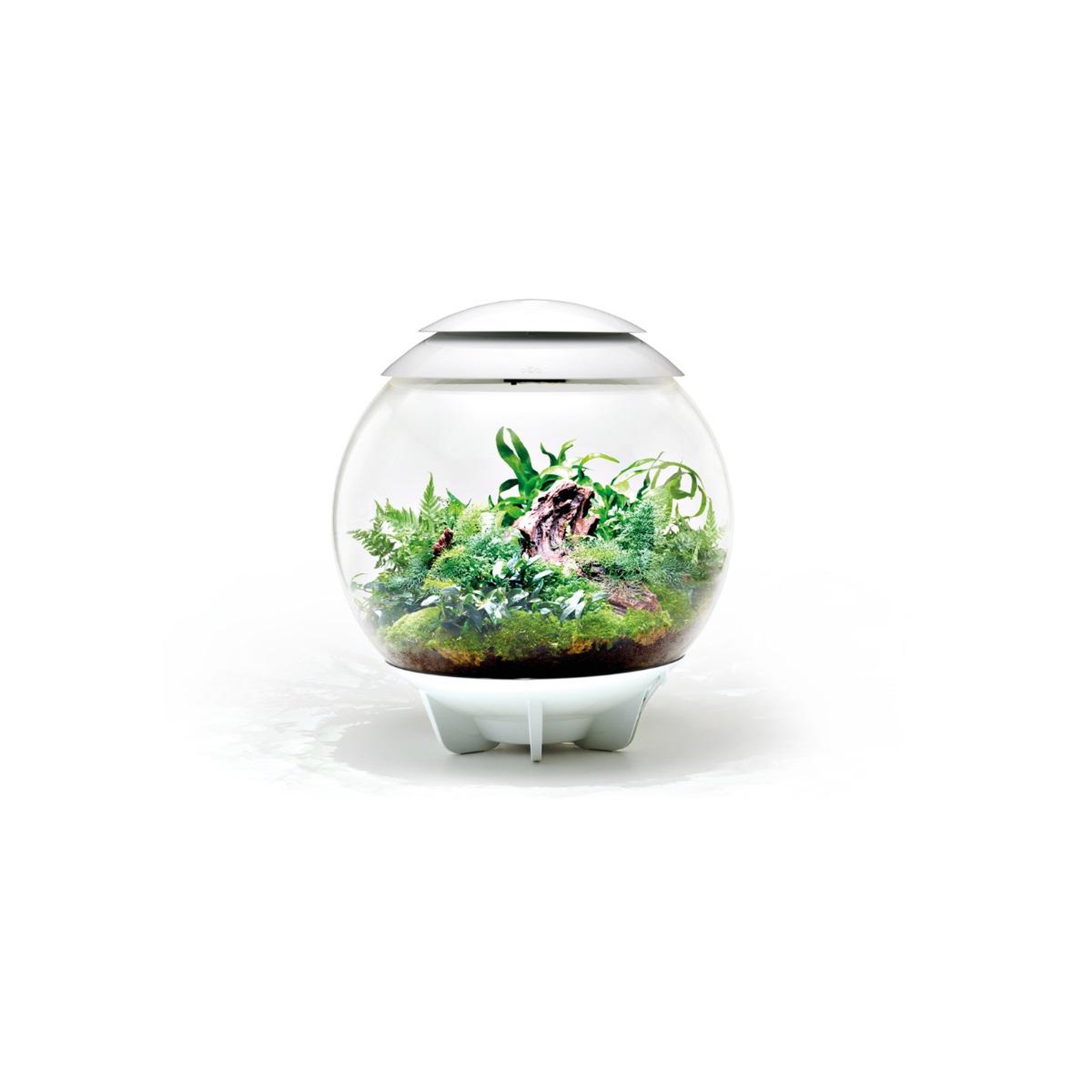 Voir la diapositive 3 : Oase Terrarium décoratif 60l avec cadre blanc - air 60 white