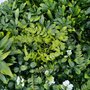 Mur végétal artificiel - Modèle fleur blanche - Dimensions : 100 x 100 cm