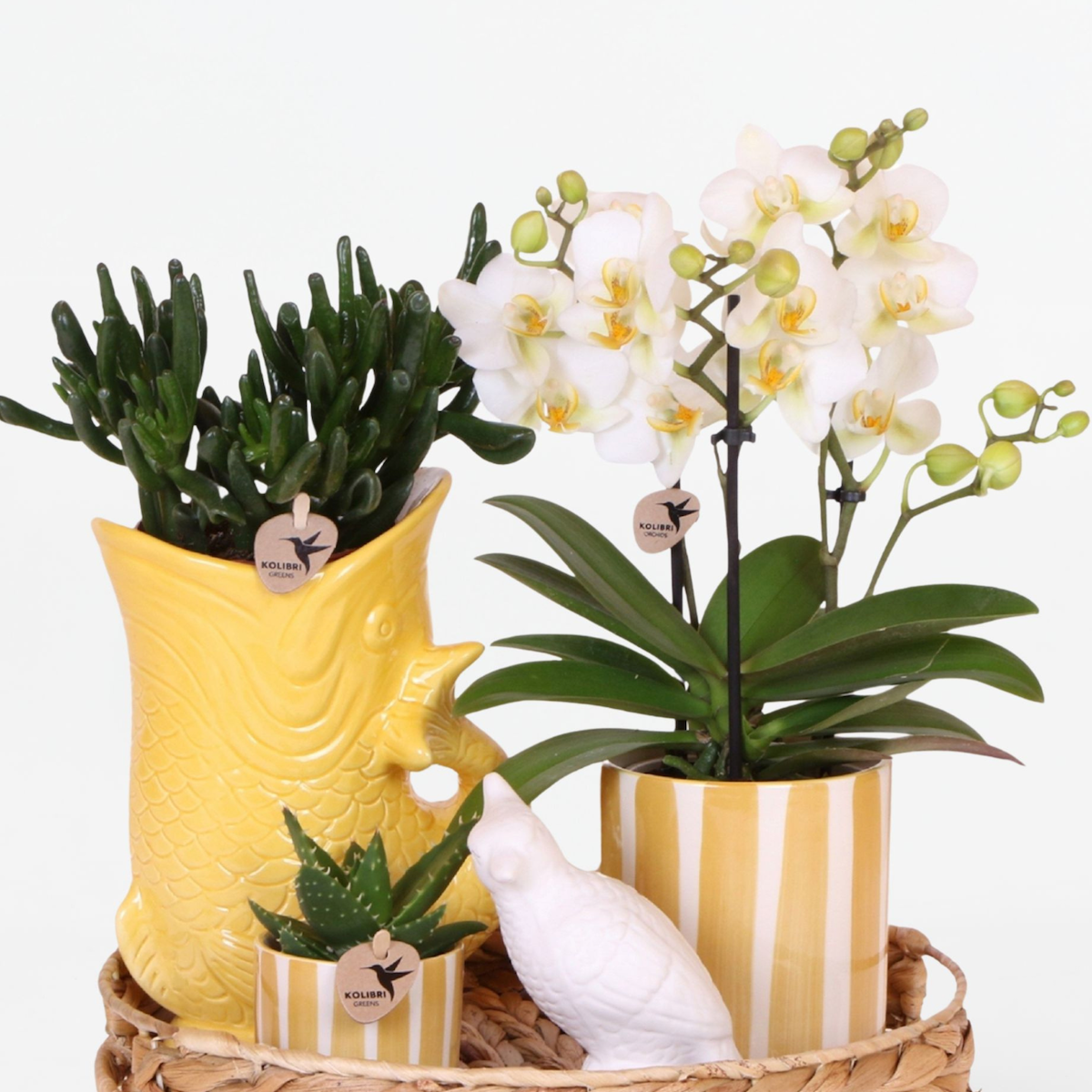 PLANT IN A BOX Coffret cadeau orchidée 'Yellow XL' - Phalaenopsis - Hauteur 35cm
