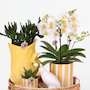 Voir la diapositive 3 : PLANT IN A BOX Coffret cadeau orchidée 'Yellow XL' - Phalaenopsis - Hauteur 35cm