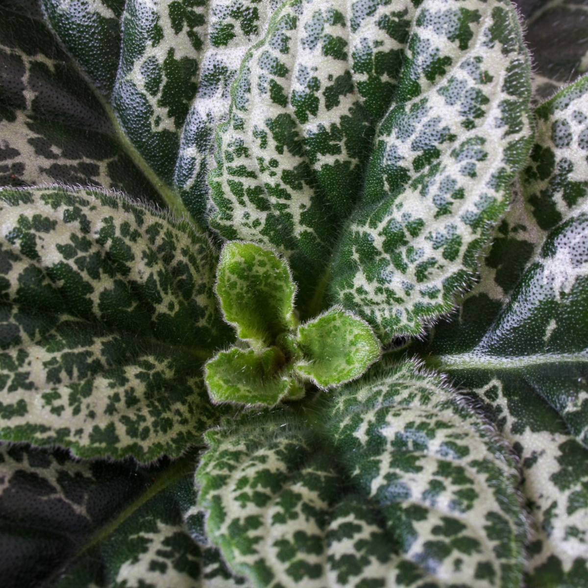 PLANT IN A BOX Primevère du Cap - Lot de 2 - Streptocarpus 'Pretty Turtle' - H25-35cm - ⌀13cm
