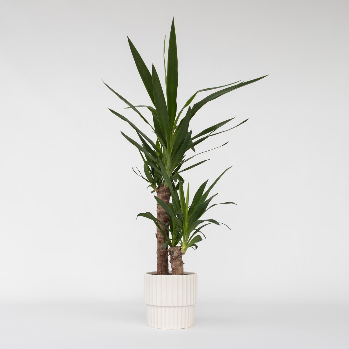 PLANT IN A BOX Pied d'éléphant - Yucca elephantipes - Hauteur 70-80cm - ⌀17cm