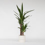 Voir la diapositive 6 : PLANT IN A BOX Pied d'éléphant - Yucca elephantipes - Hauteur 70-80cm - ⌀17cm