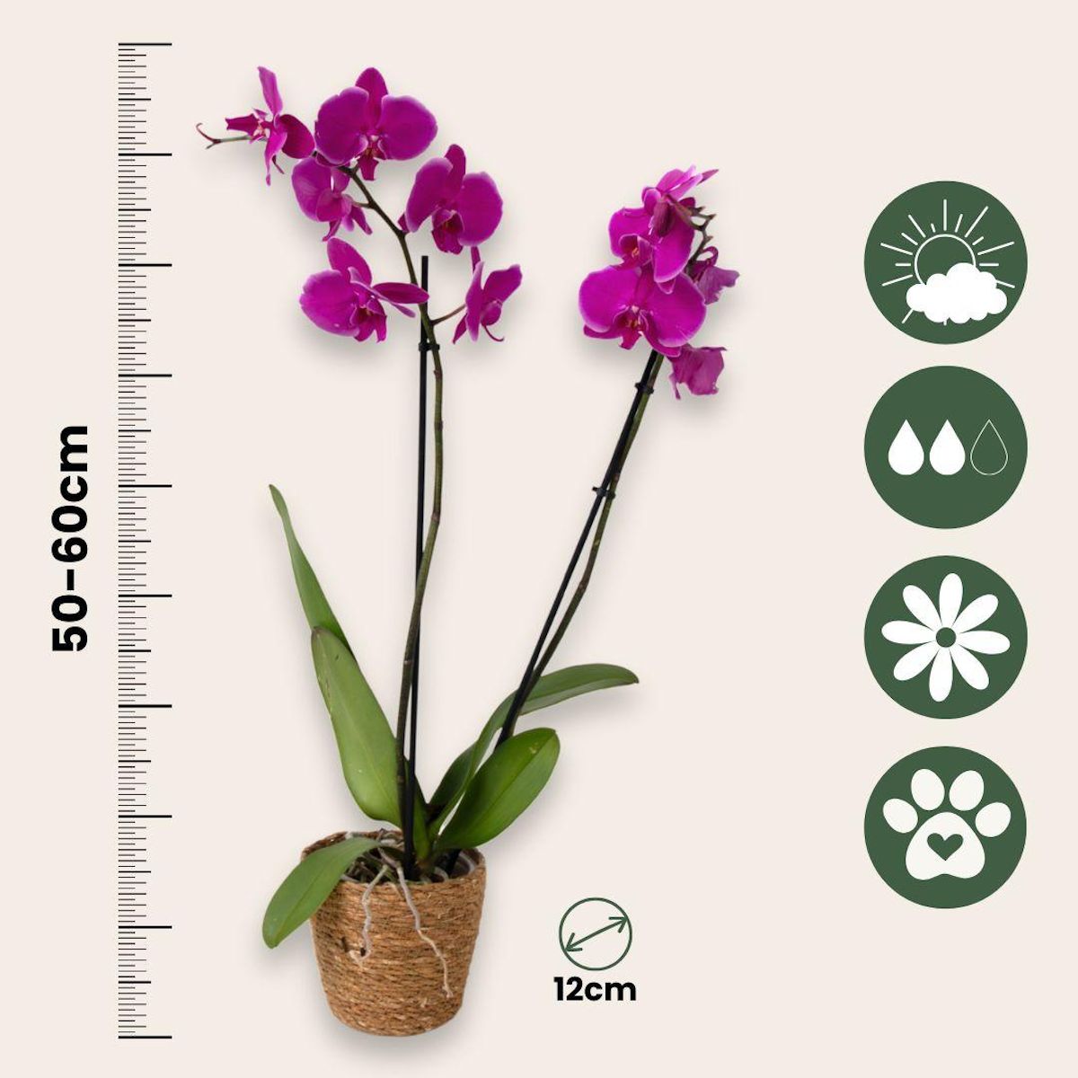 PLANT IN A BOX Orchidée papillon - Phalaenopsis - Hauteur 50-60cm - ⌀12cm