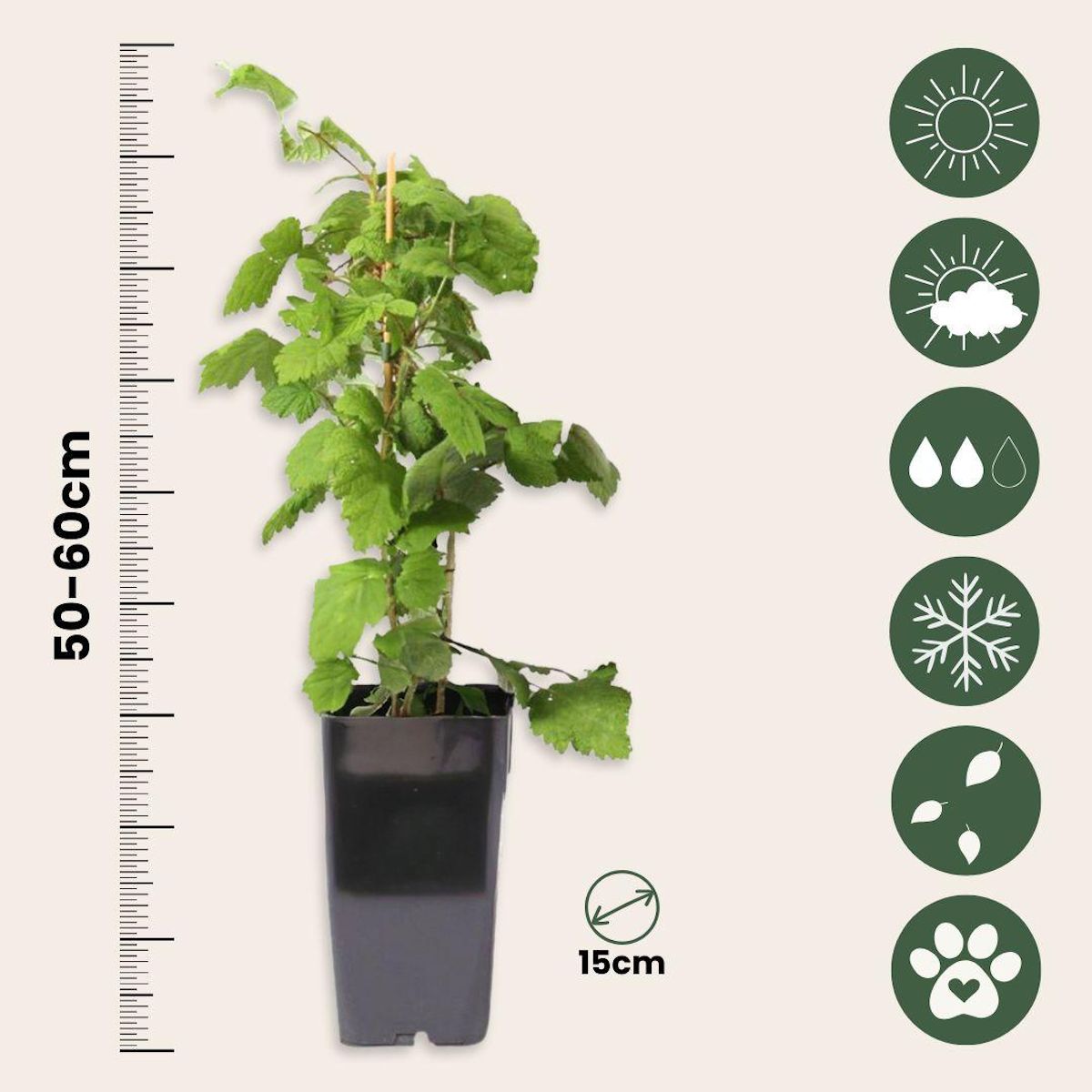 PLANT IN A BOX Framboisier du Japon - Lot de 2 - Rubus phoenicolasius - Hauteur 50-60cm - ø15cm