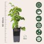 Voir la diapositive 2 : PLANT IN A BOX Framboisier du Japon - Lot de 2 - Rubus phoenicolasius - Hauteur 50-60cm - ø15cm