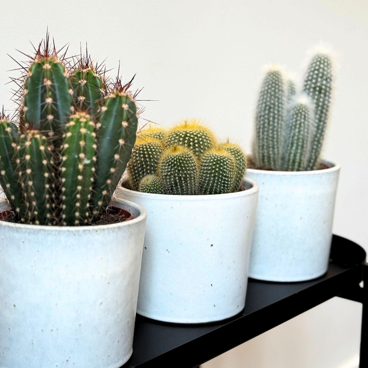 PLANT IN A BOX Mélange de cactus - Lot de 3 - Cactus - Hauteur 15-20cm - ⌀10,5cm