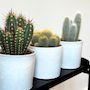 Voir la diapositive 3 : PLANT IN A BOX Mélange de cactus - Lot de 3 - Cactus - Hauteur 15-20cm - ⌀10,5cm