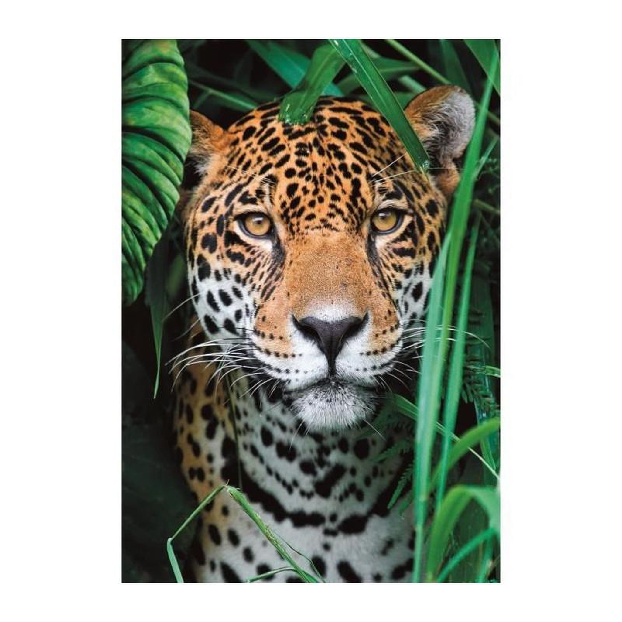 Voir la diapositive 2 : CLEMENTONI Puzzle 500 pièces Compact – Jaguar in the Jungle – Clementoni – Adulte 14+ ans