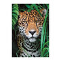 Voir la diapositive 2 : CLEMENTONI Puzzle Clementoni Compact 500 pièces Jaguar dans la Jungle