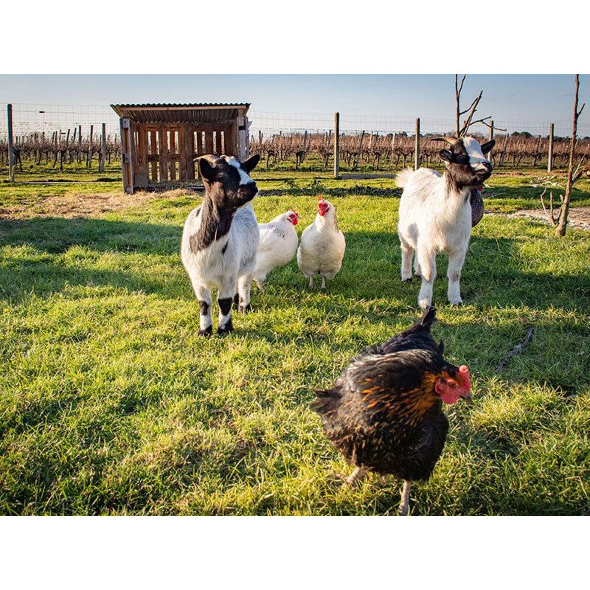 Smartbox 2 jours insolites en dôme avec accès au bain bouillonnant près de Bordeaux - Coffret Cadeau Séjour