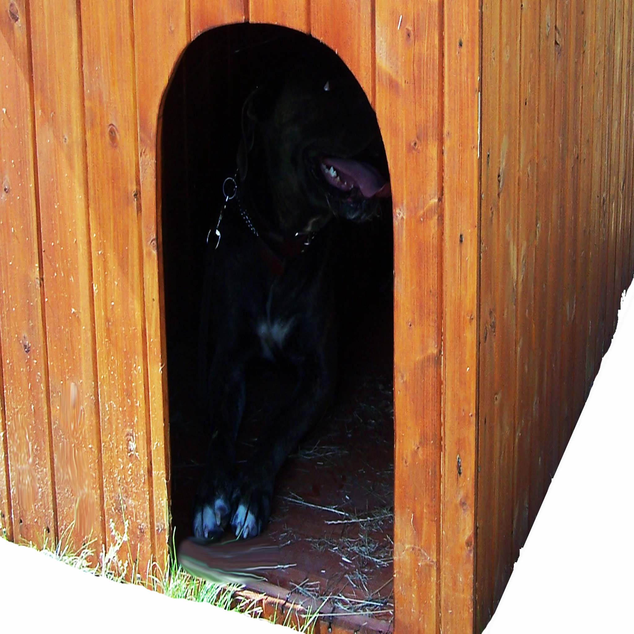 Voir la diapositive 2 : Niche petit chien Lintig