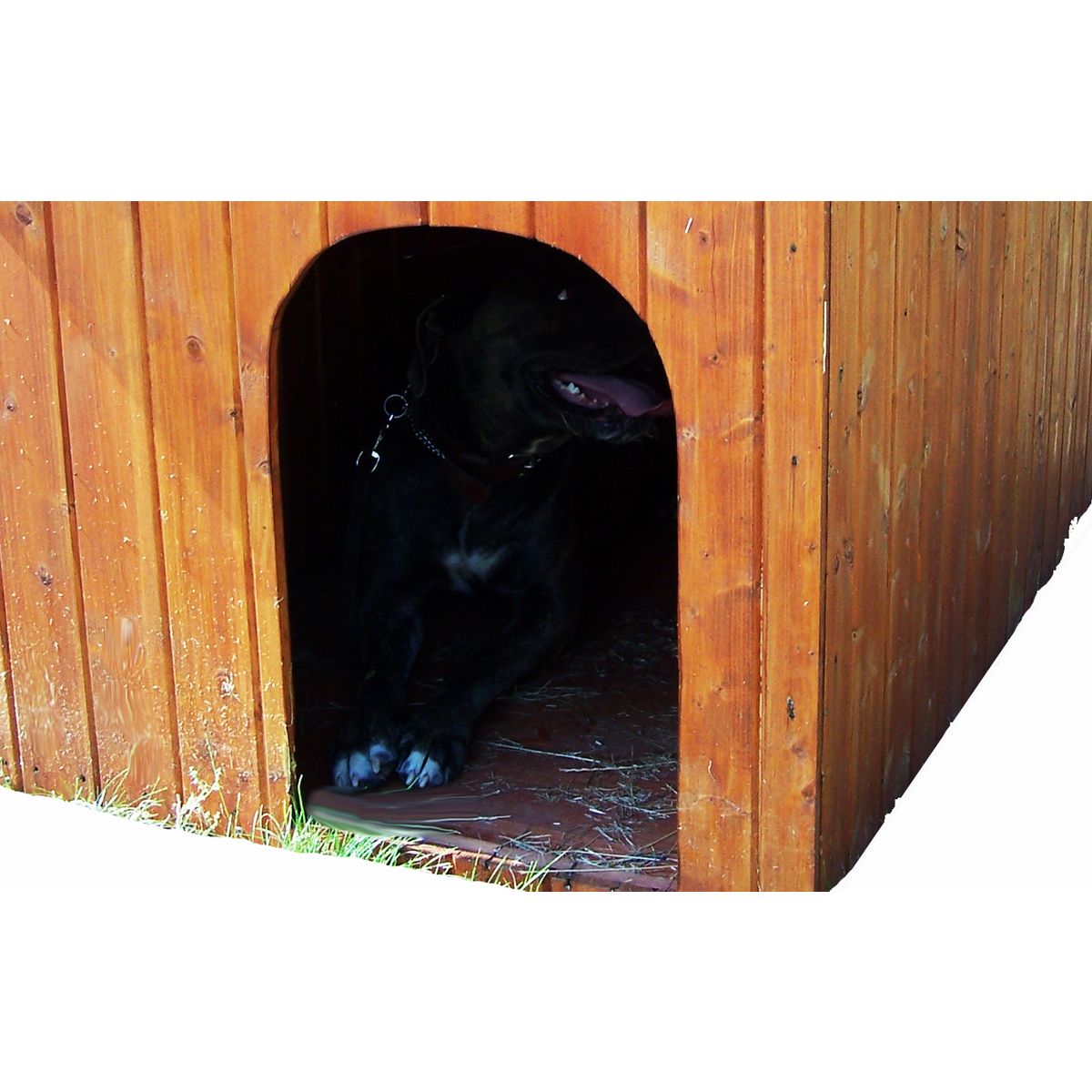 Niche petit chien Lintig