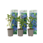 Voir la diapositive 1 : PLANT IN A BOX Hortensia - Set de 3 - Hydrangea macrophylla 'Early Blue' - H25-40cm - ⌀9cm