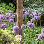 Voir la diapositive 5 : PLANT IN A BOX Ail - Set de 16 - Allium 'Gladiator' - Bulbes à fleurs - Violet