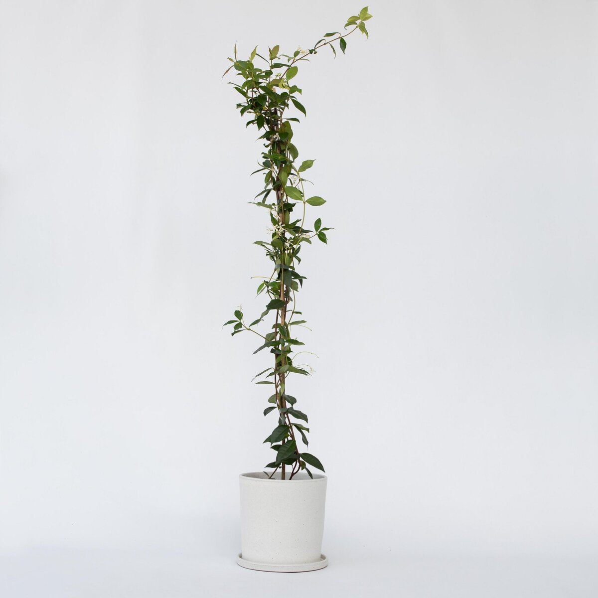 PLANT IN A BOX Jasmin étoilé - Trachelospermum jasminoides - Hauteur 110-120cm - ⌀17cm