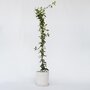 Voir la diapositive 6 : PLANT IN A BOX Jasmin étoilé - Trachelospermum jasminoides - Hauteur 110-120cm - ⌀17cm