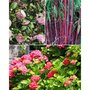  Collection d'arbustes d'ombre : hortensia, camélia, bambou - Les 3 pots - Willemse
