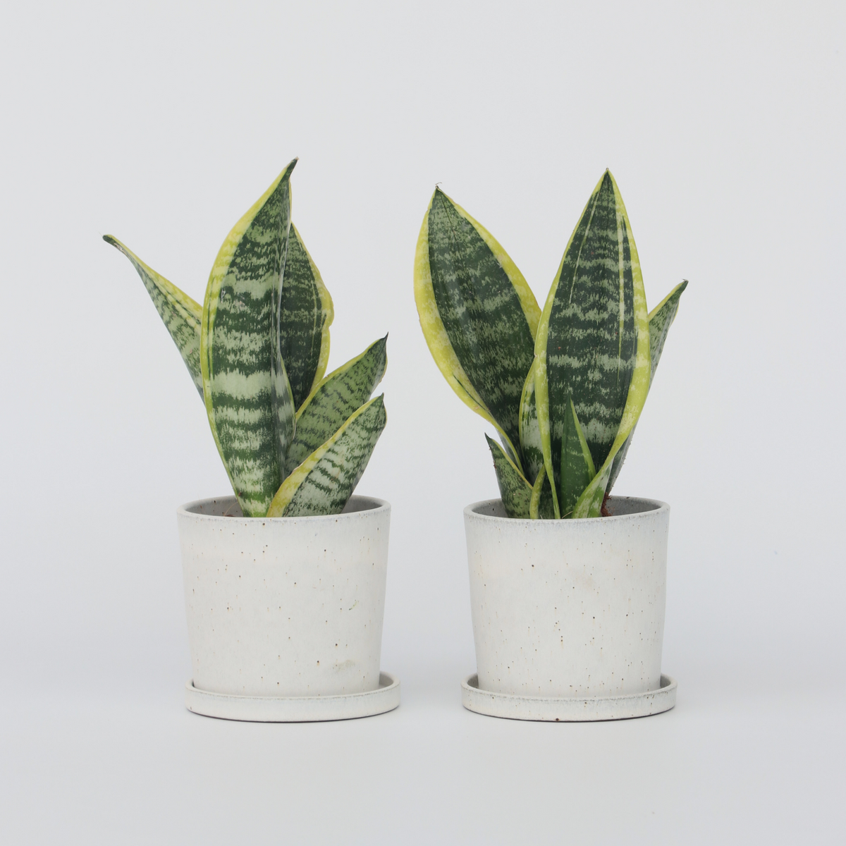 PLANT IN A BOX Langue de belle-mère - Set de 2 - Sansevieria Futura Superba - H35-40cm - ⌀12cm