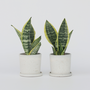 Voir la diapositive 6 : PLANT IN A BOX Langue de belle-mère - Set de 2 - Sansevieria Futura Superba - H35-40cm - ⌀12cm