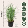 Voir la diapositive 2 : PLANT IN A BOX Panic érigé - Panicum virgatum 'Heavy Metal' - Hauteur 40-60cm - ⌀23cm