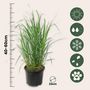 Voir la diapositive 2 : PLANT IN A BOX Panic érigé - Panicum virgatum 'Heavy Metal' - Hauteur 40-60cm - ⌀23cm