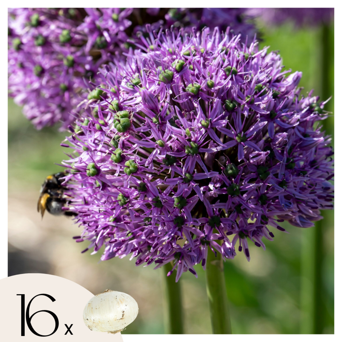 PLANT IN A BOX Ail - Set de 16 - Allium 'Gladiator' - Bulbes à fleurs - Violet